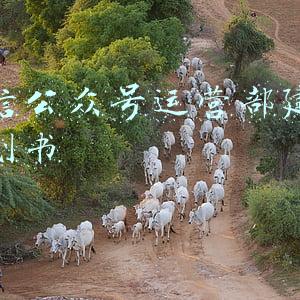 微信公众号运营部建设策划书