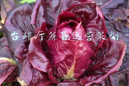 台球比赛策划(重阳节活动方案范文 7篇)