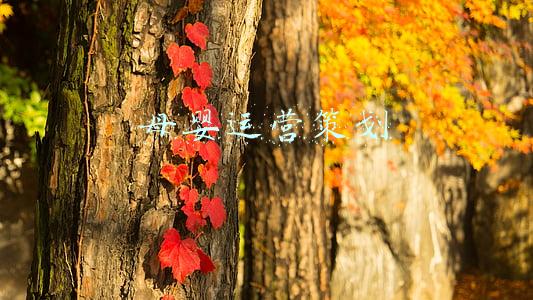母婴运营策划