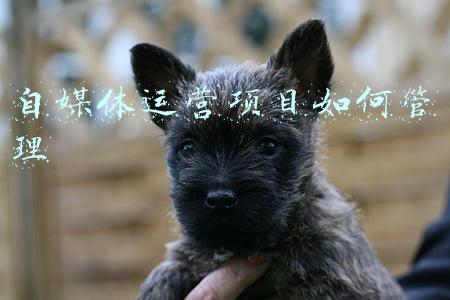 媒体商函项目管理系统(三步做好行业业务品牌宣传)