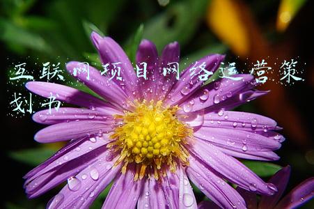 互联网运营策划主要做什么(热点事件背后的逻辑之三：网络运营和网络操控)