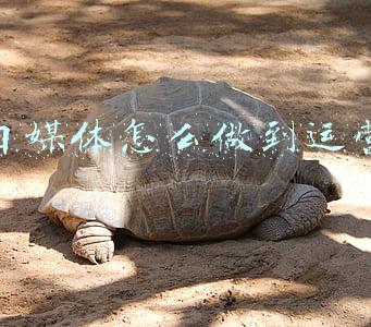 自媒体怎么做到运营
