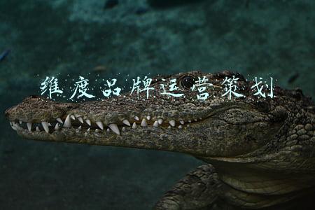 品牌定位维度(个人品牌不知道怎么定位？教你4个公式（三）)