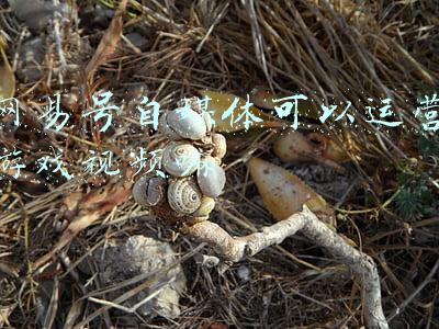 网易号自媒体手机可以注册吗(网易号自媒体怎么运营？如何提升网易号指数？网易号怎么盈利？)
