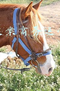 电子商务产品文案策划(电商狂欢，文案+视频才能更快出圈，创意者为您策划)