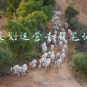 亚马逊运营专员笔试(月薪下降3%！亚马逊运营岗“造富神话”不再？)