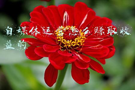 西瓜视频如何赚取收益(西瓜视频收益翻倍不是梦，做好这6点，轻松提高视频观看量)