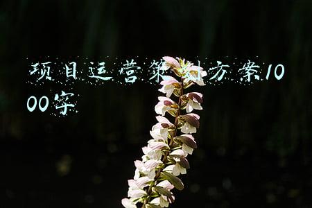 项目运营策划方案1000字