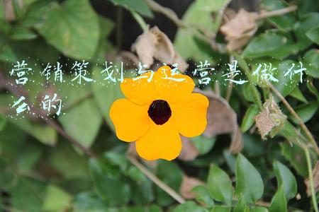 营销策划与运营是做什么的