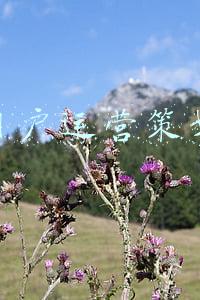 线上用户运营策划方案