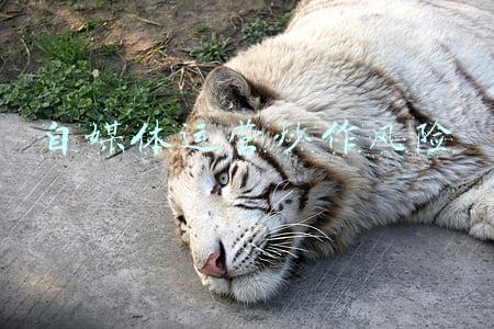 做自媒体有风险吗(裸辞做自媒体月入过万？过来人真心话，全职自媒体要知道的5件事)