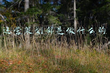 运营策划部是做什么的