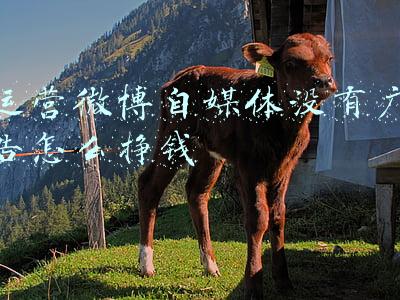 微博自媒体怎么开通收益(头条号如何开通收益？只需要简单几步即可)