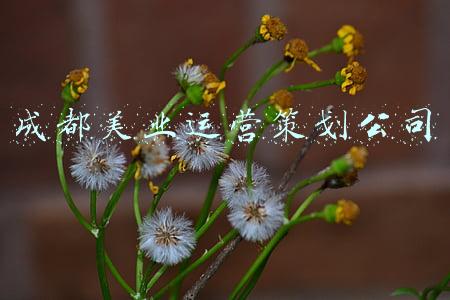 成都美业运营策划公司