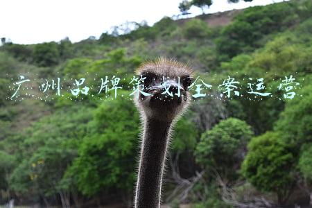 广州品牌策划公司有哪些(广州年轻派品牌策划公司介绍3：品牌策划设计服务清单草稿举例)