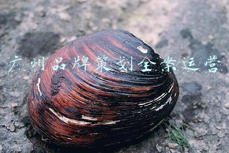 品牌形象化广告策划(案例分享：如何做好品牌形象设计｜欧赛斯商业实践)