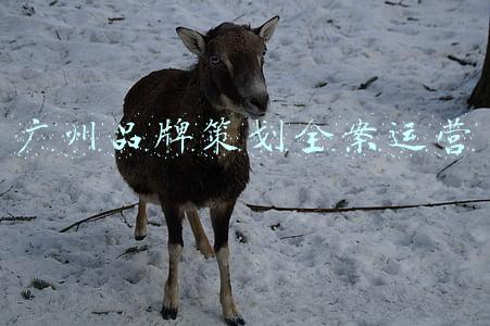 广州专业甘凝全案策划(甘凝老师商业模式)