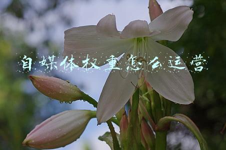 自媒体权重(新手做自媒体怎么提升头条号权重？学会这3招，高效涨粉100万！)