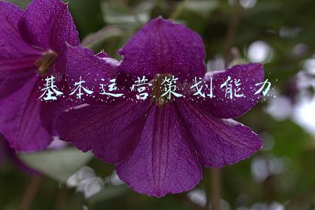 基本运营策划能力