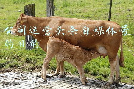 公司运营头条自媒体号的目的