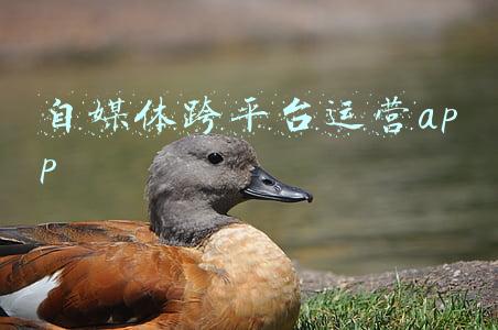 各大自媒体平台运营规则(你还不了解自媒体平台的规则吗？几点建议你需要知道)