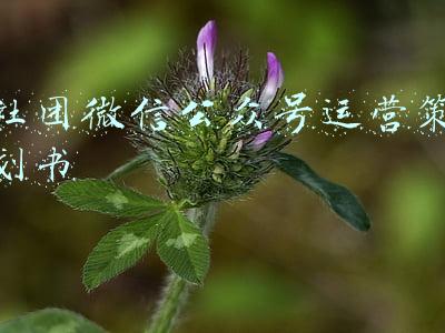 微信公众号运营计划(微信平台运营计划方案（草案）)