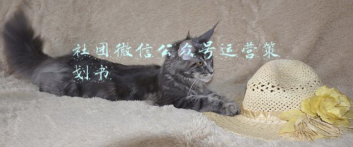 社团微信公众号运营策划书