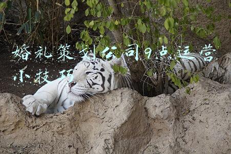 婚礼策划步骤完整(婚礼步骤策划：个性简洁是关键)