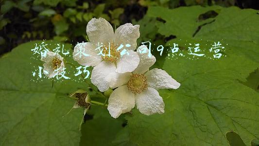 婚礼策划公司9点运营小技巧