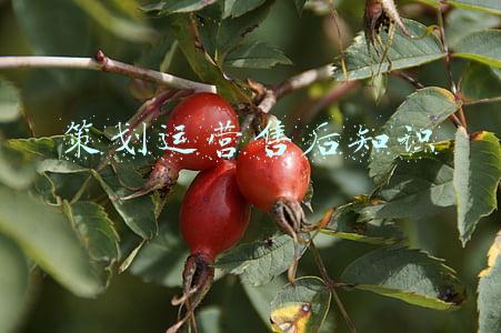 知识竞赛活动策划案(建党100周年学党史知识竞赛活动方案)
