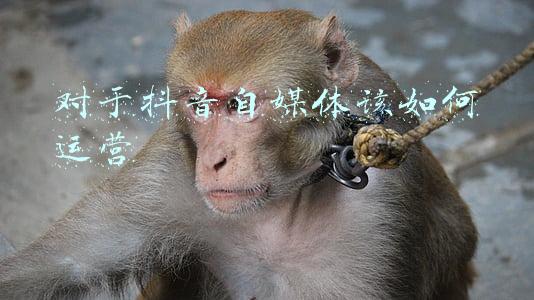 对于抖音自媒体该如何运营