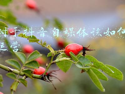 对于抖音自媒体该如何运营