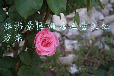 景区酒店营销策划方案(如何精准撬动职场差旅人群？来自宜尚酒店创新色彩营销的启示)