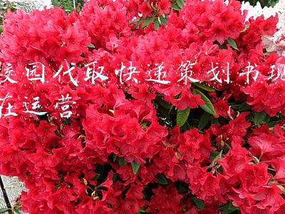 校园代取快递策划书现在运营