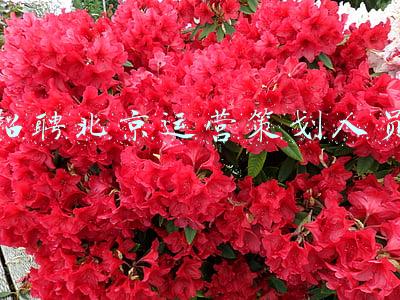 北京活动策划(北京538项8266场城市文化活动迎冬奥贺新春)