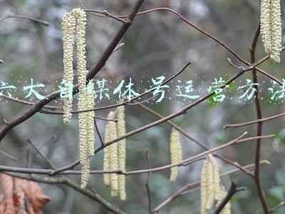 如何运营自媒体公众号(真正做公众号后我才明白的10件事)