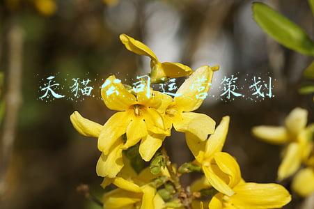 天猫京东代运营公司(天猫旗舰店代运营公司排名)