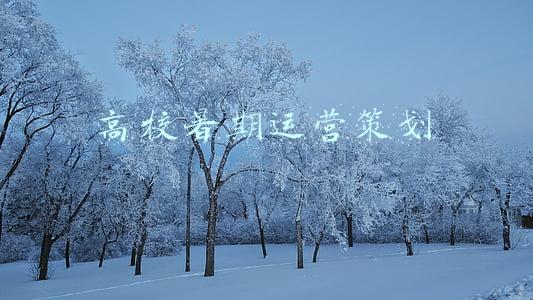 高校暑期运营策划