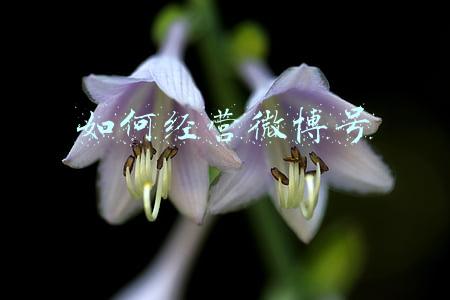 微博怎么养号需要做什么 微博如何养号