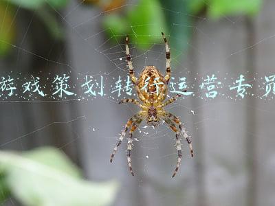 游戏策划转行运营专员
