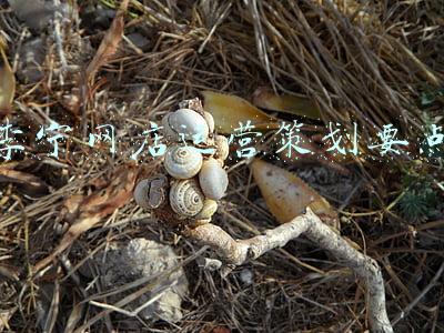 京东李宁网店是真的吗(京东天猫都有哪些平价保暖舒适的国产运动鞋，分享我的清单)