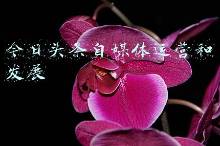 今日头条自媒体入口(头条号注册入口在哪儿？)
