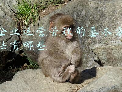 如何进行企业运营及管理(企业全流程管理十步法)