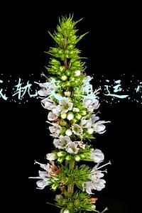 肇庆城轨站(穗深城际石牌站今日启用，可直通深圳肇庆)