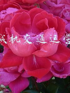 肇庆轻轨(肇庆到东莞、深圳城轨，即将开通！串联大湾区5城)