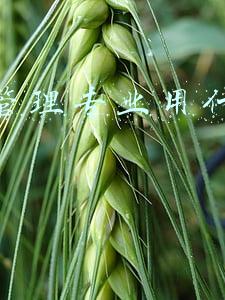 邮政快递运营管理专业(高职本科新设“邮政快递管理”专业；我国新增“邮件快件安检员”工种)