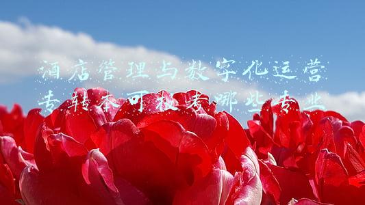 酒店管理专业专升本可以报考的院校(「安徽专升本」2022招生计划公布！2所公办！6所民办！持续更新)