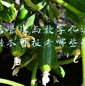 酒店管理与数字化运营专转本可报考哪些专业