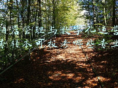 酒店管理与数字化运营专转本可报考哪些专业