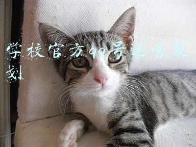 学校官方qq号运营策划